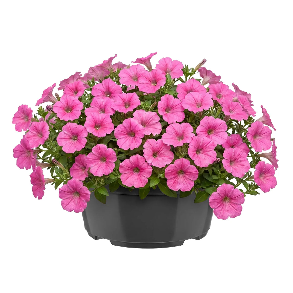 #Größe_Ø 19 x 9,5 cm (2,2L)#Set_1 Topf#Farbe_Anthrazit