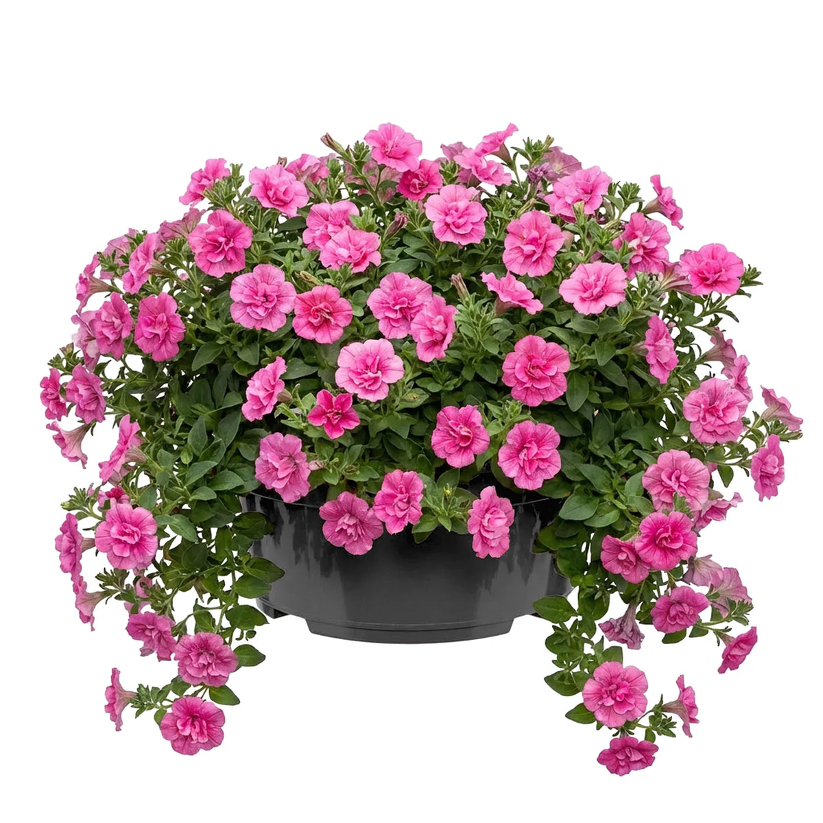 #Größe_Ø25 x 11,5 cm (4,7L)#Set_1 Topf#Farbe_Anthrazit