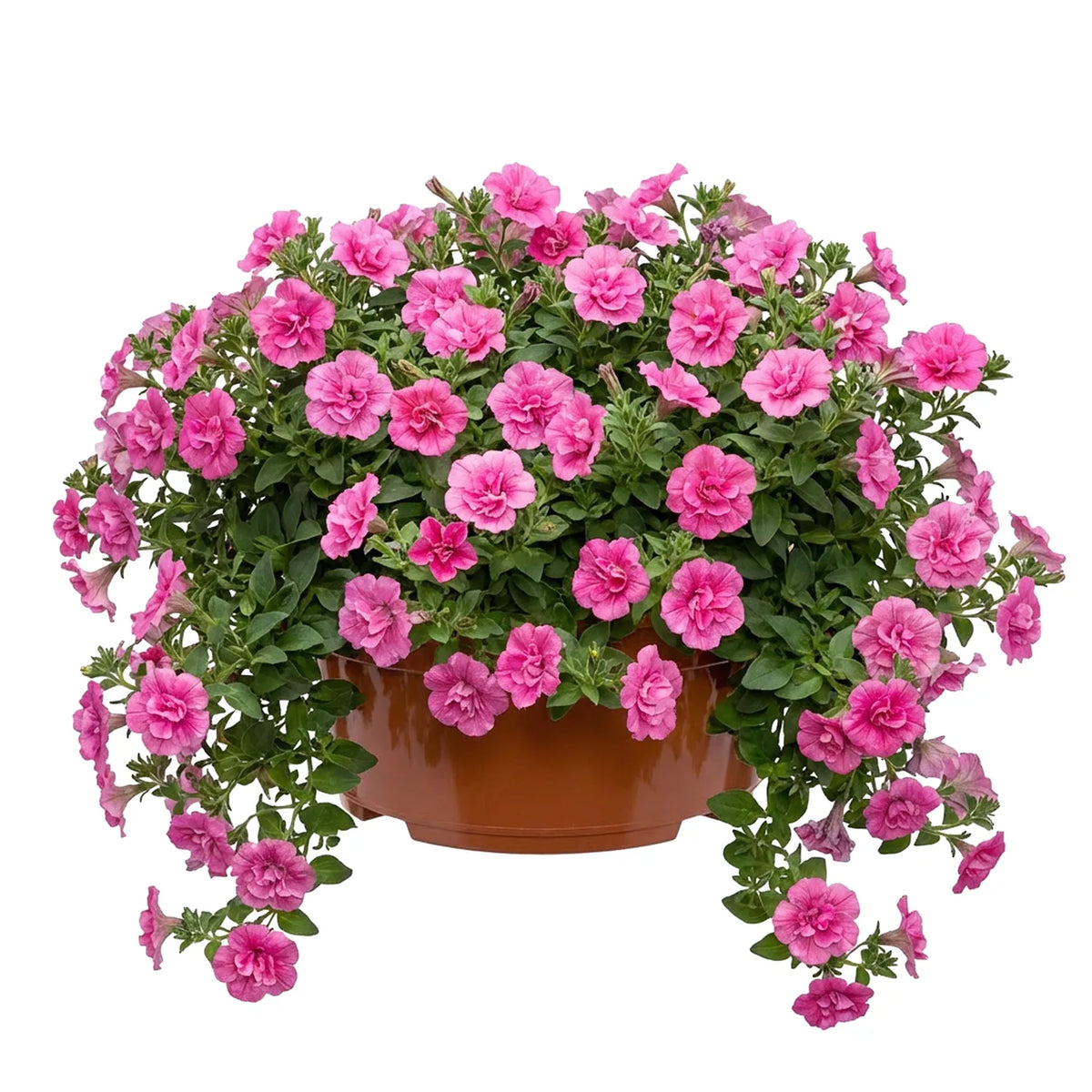 #Größe_Ø25 x 11,5 cm (4,7L)#Set_1 Topf#Farbe_Terrakotta
