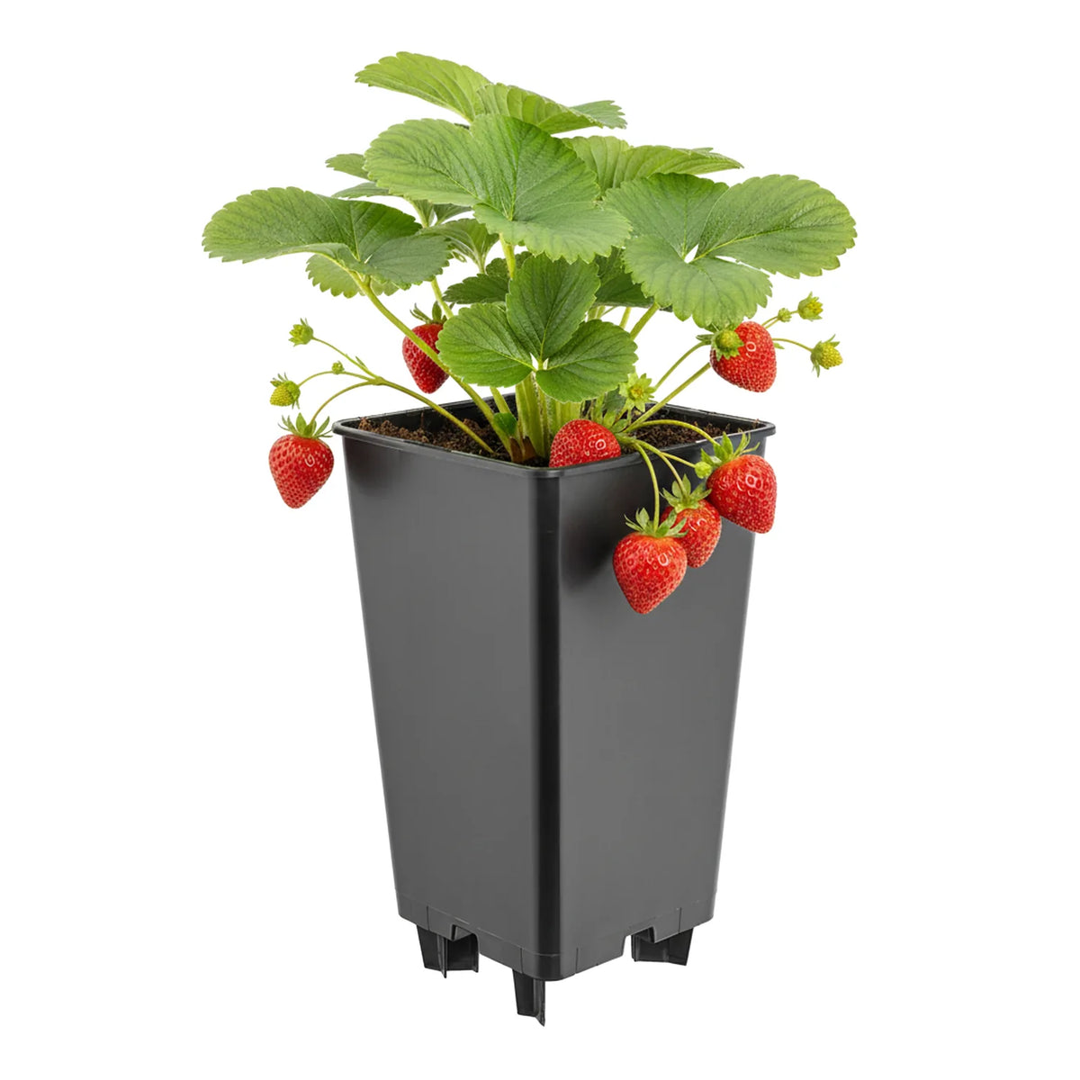 #Größe_12 x 12 x 21 cm (2L)#Set_1 Topf