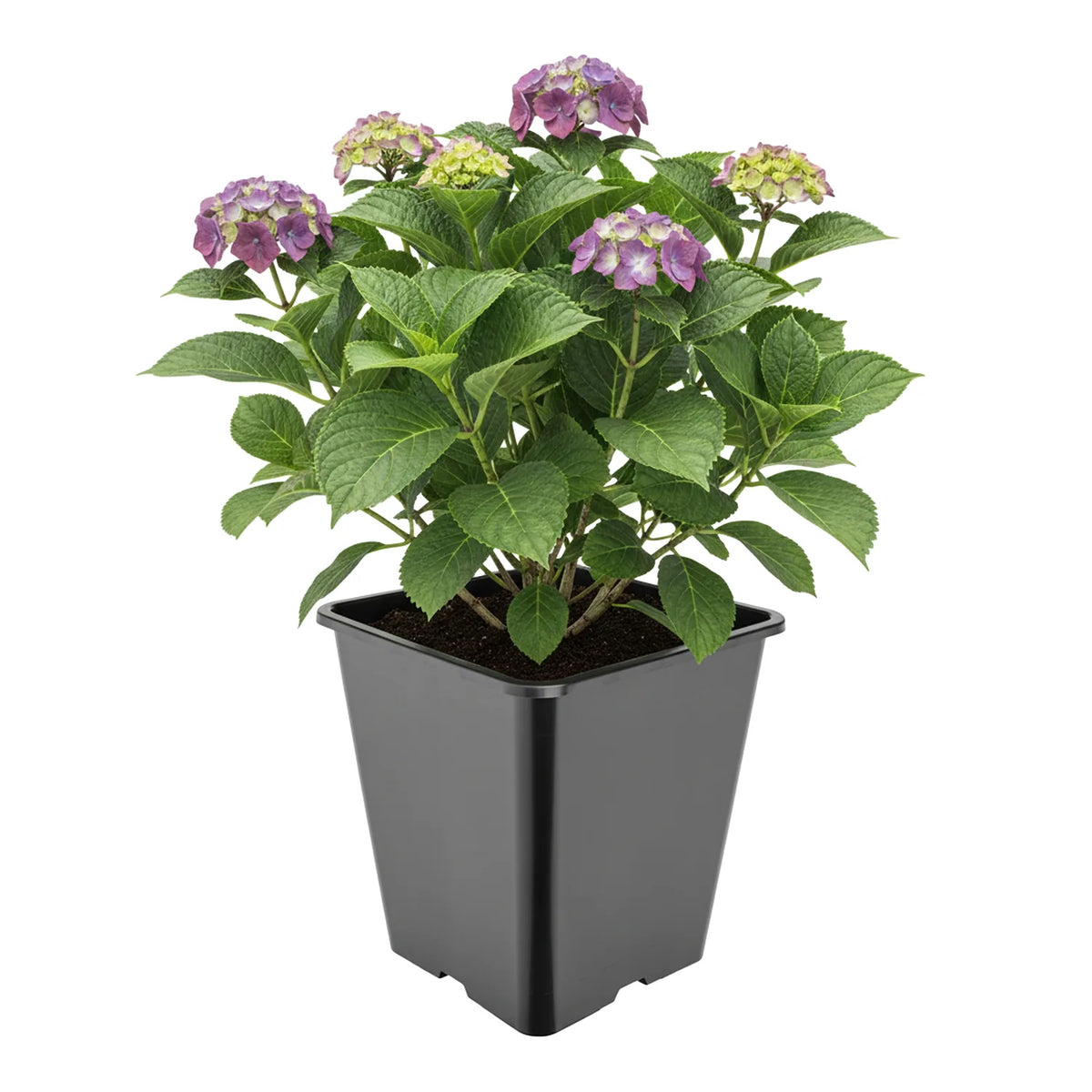 #Größe_25 x 25 x 26 cm (11L)#Set_1 Topf
