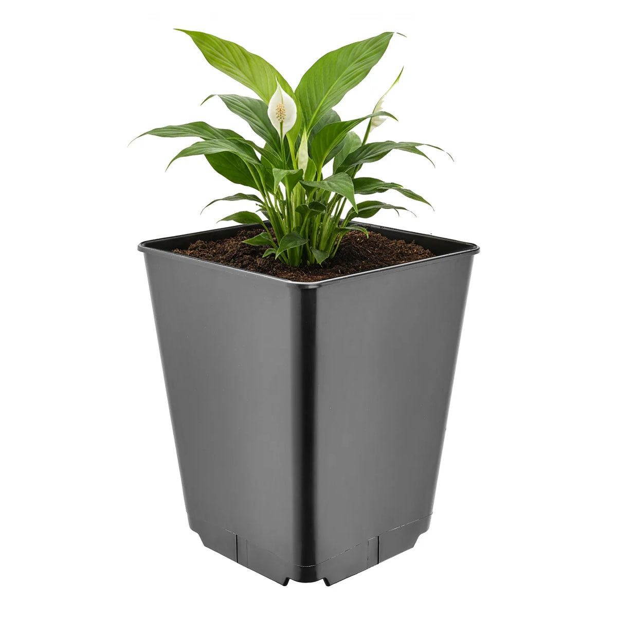 #Größe_16 x 16 x 20 cm (3,5L)#Set_1 Topf