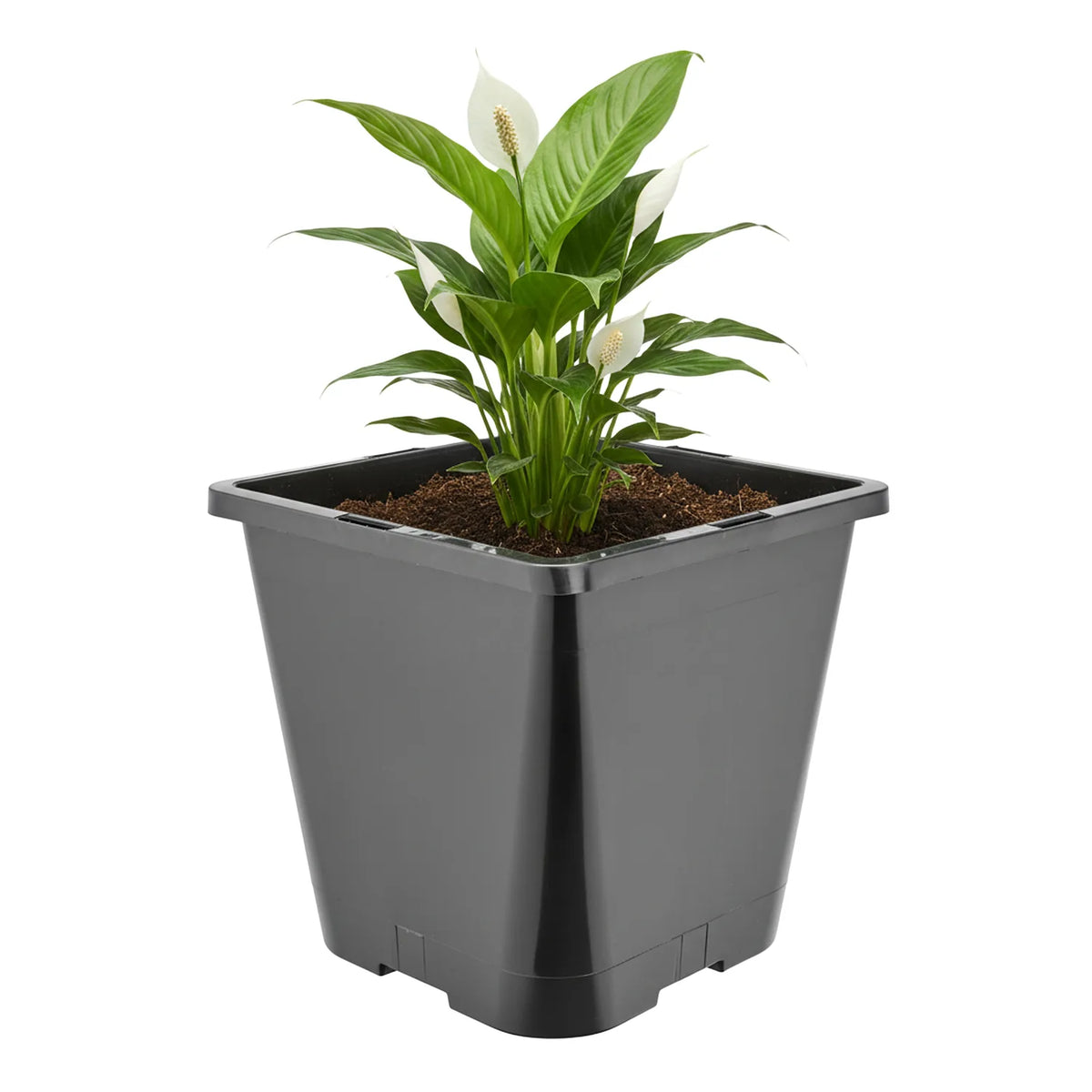 #Größe_20 x 20 x 23 cm (5,6L)#Set_1 Topf