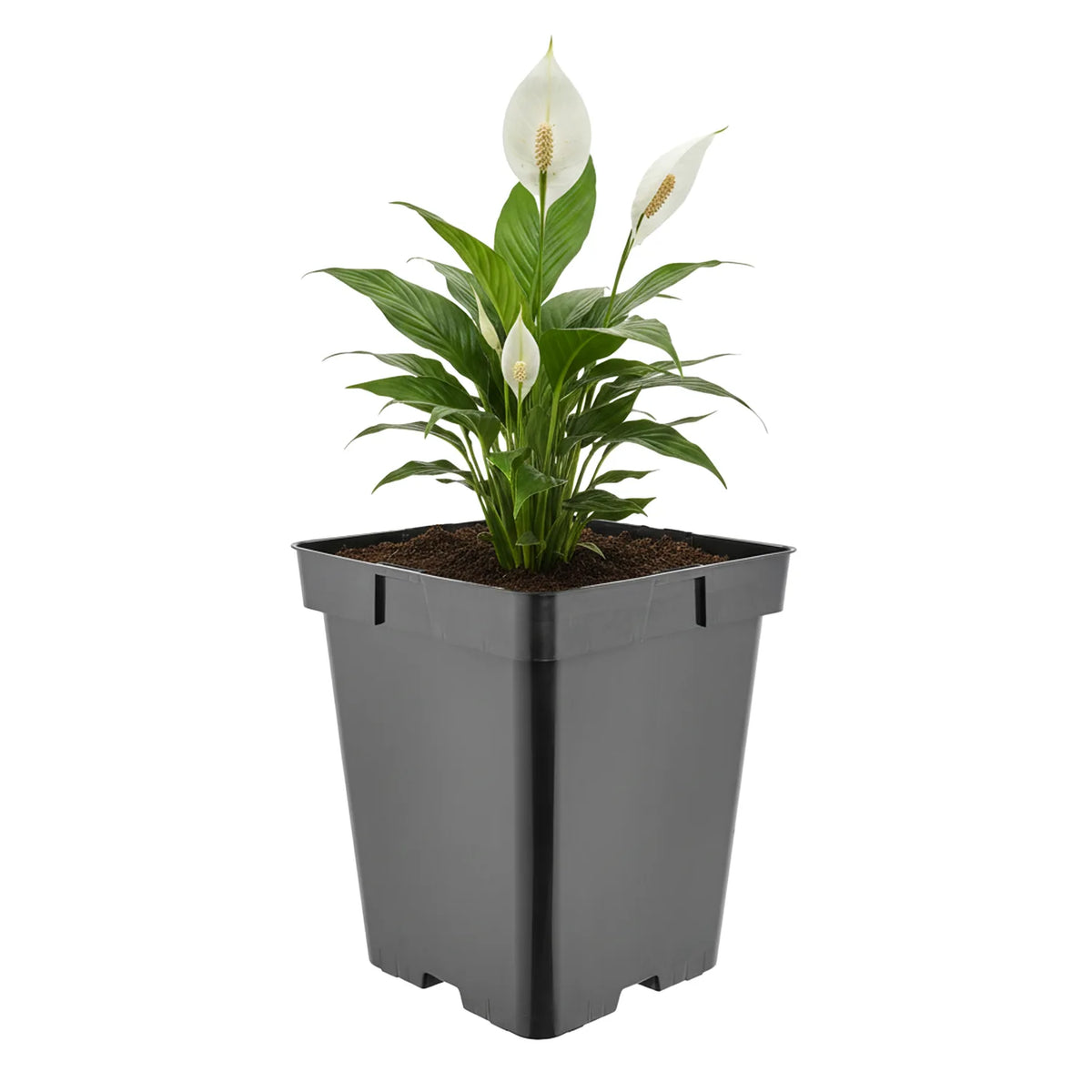 #Größe_18 x 18 x 21,5 cm (5L)#Set_1 Topf