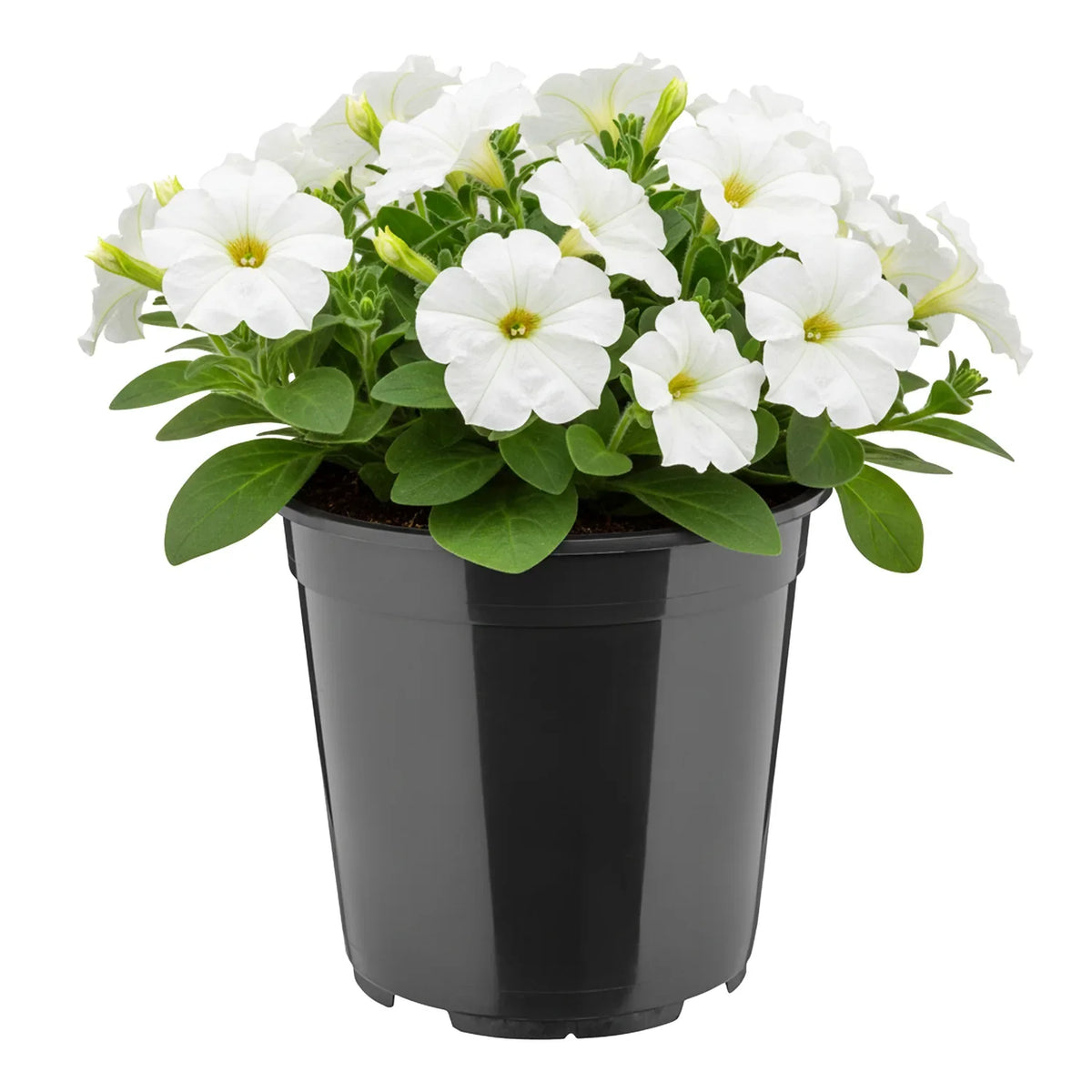#Größe_Ø20 x 19 cm (4L)#Set_1 Topf