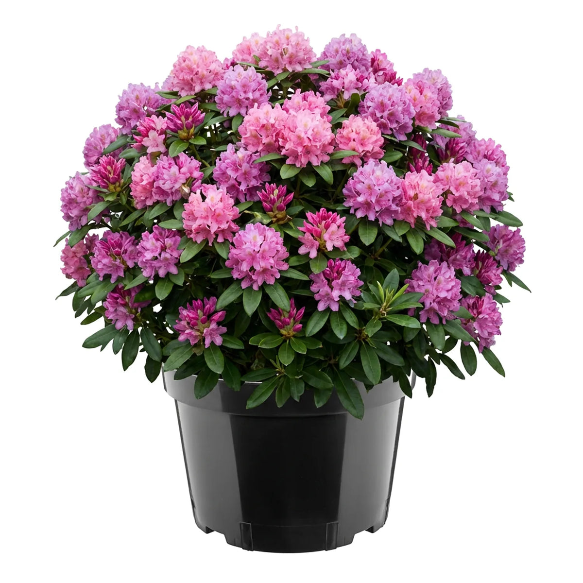 #Größe_Ø34 x 22 cm (15L)#Set_1 Topf