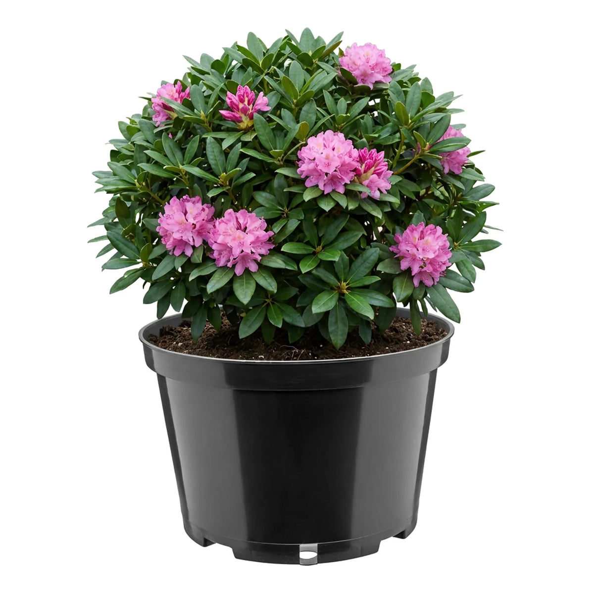 #Größe_Ø24 x 15,5 cm (5L)#Set_1 Topf