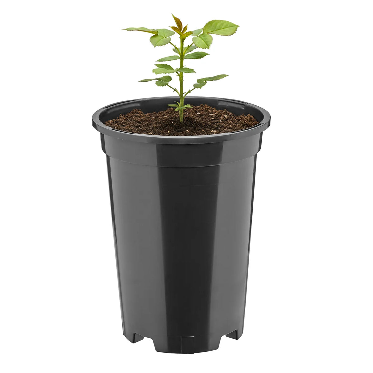 #Größe_Ø14 x 18 cm (1,7L)#Set_1 Topf
