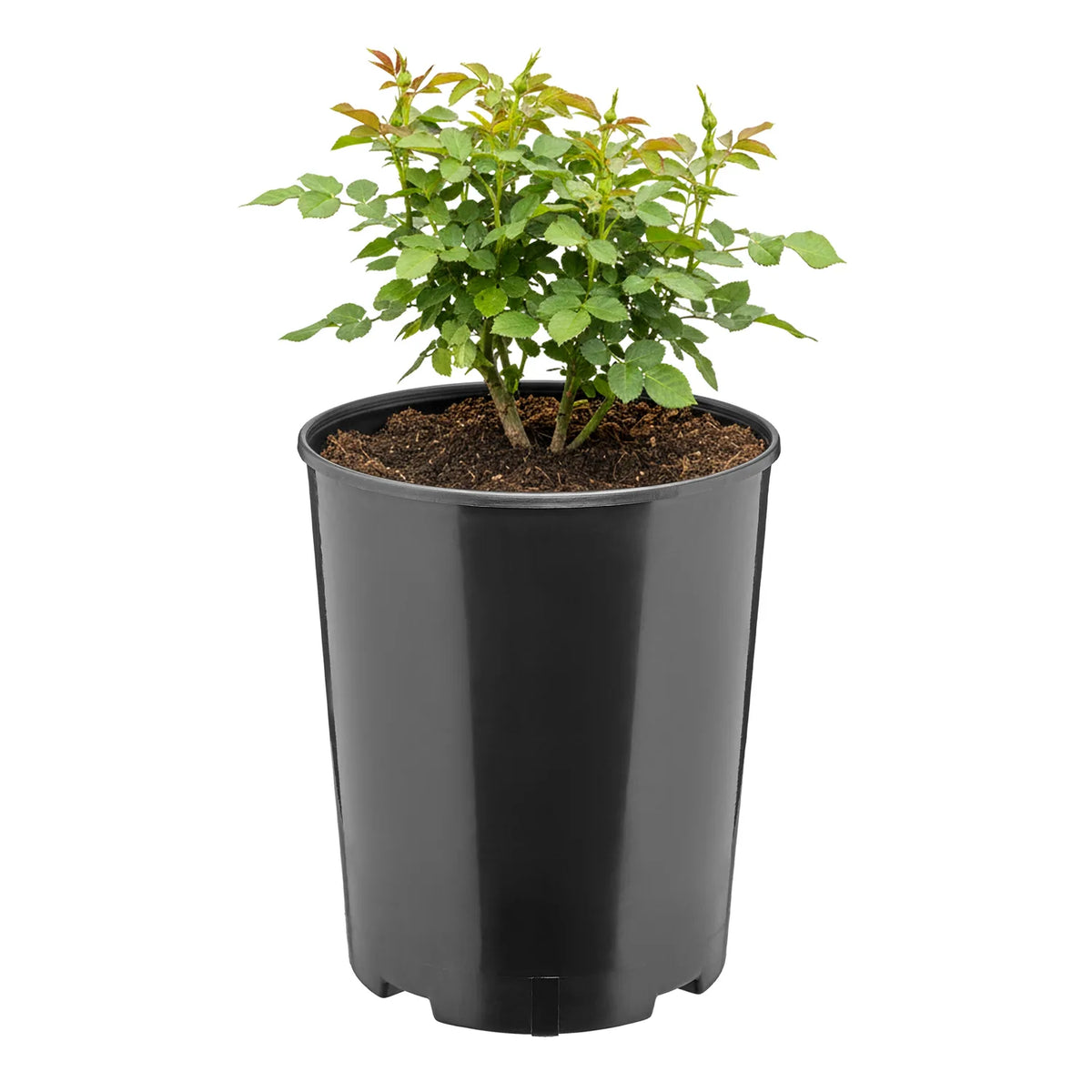 #Größe_Ø18 x 21,5 cm (4L)#Set_1 Topf