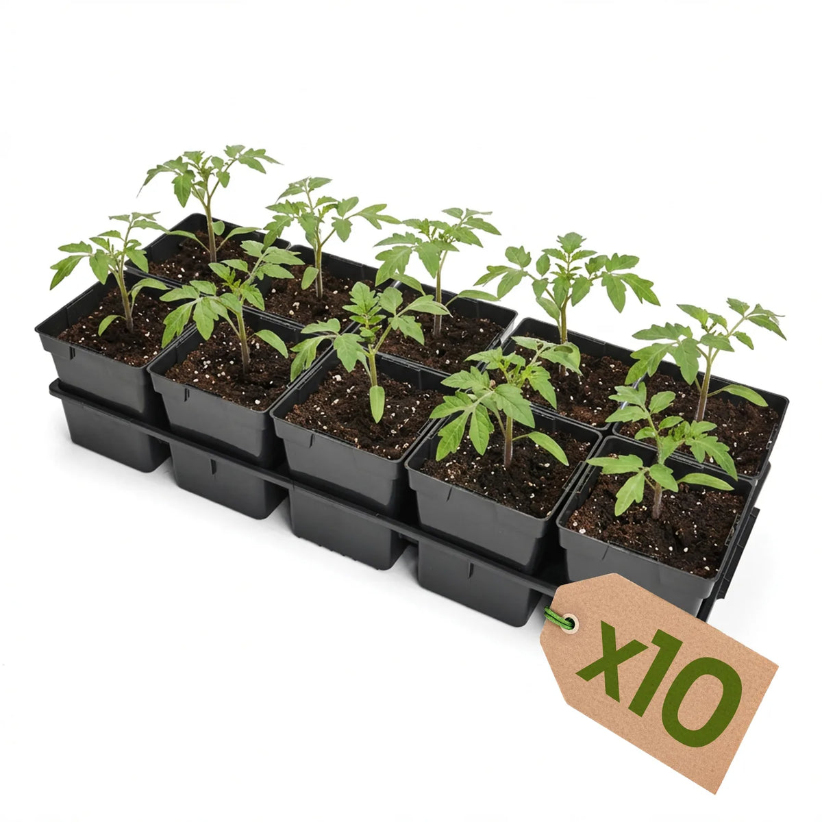 #Größe_Transporttray mit 10 x 1L Töpfen#Set_10er Pack