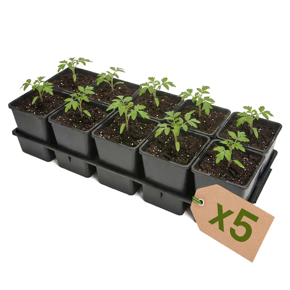 #Größe_Transporttray mit 10 x 1,25L Töpfen#Set_5er Pack