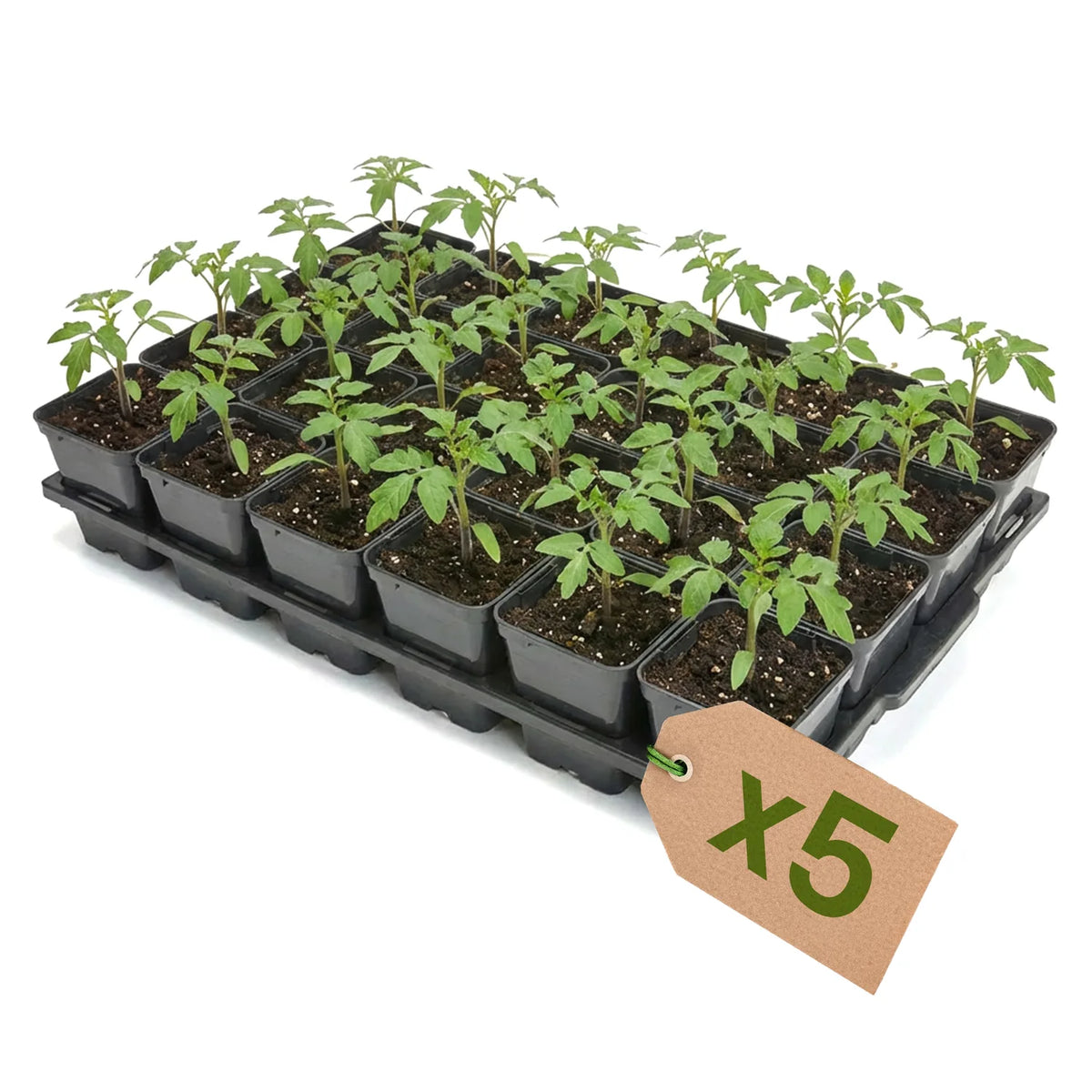 #Größe_Transporttray mit 24 x 0,5L abgerundeten Töpfen#Set_5er Pack