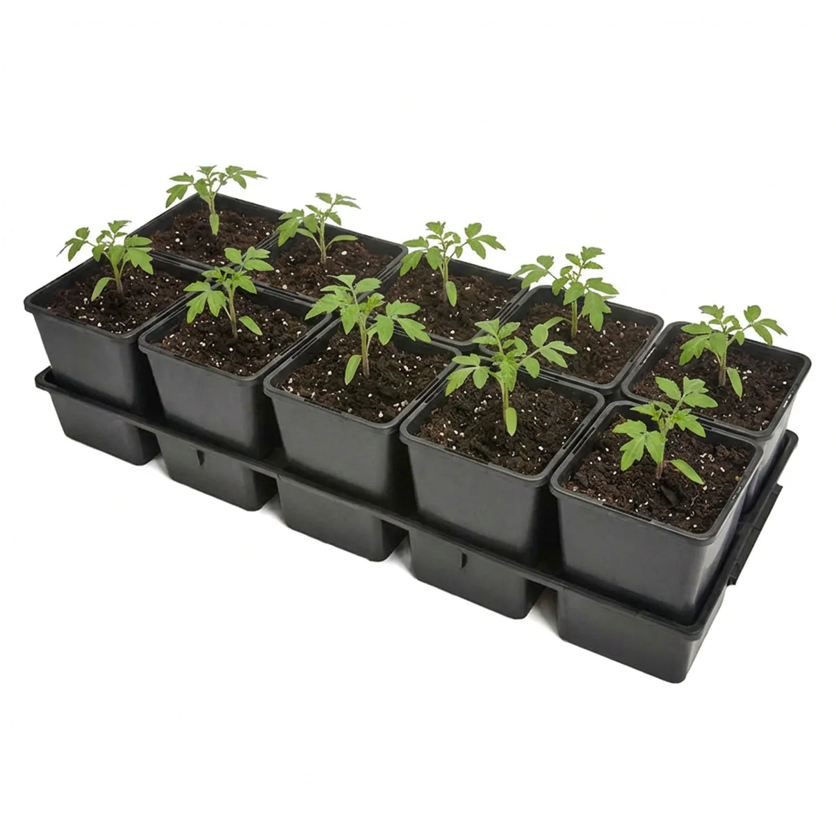 #Größe_Transporttray mit 10 x 1,25L Töpfen#Set_1 Pack