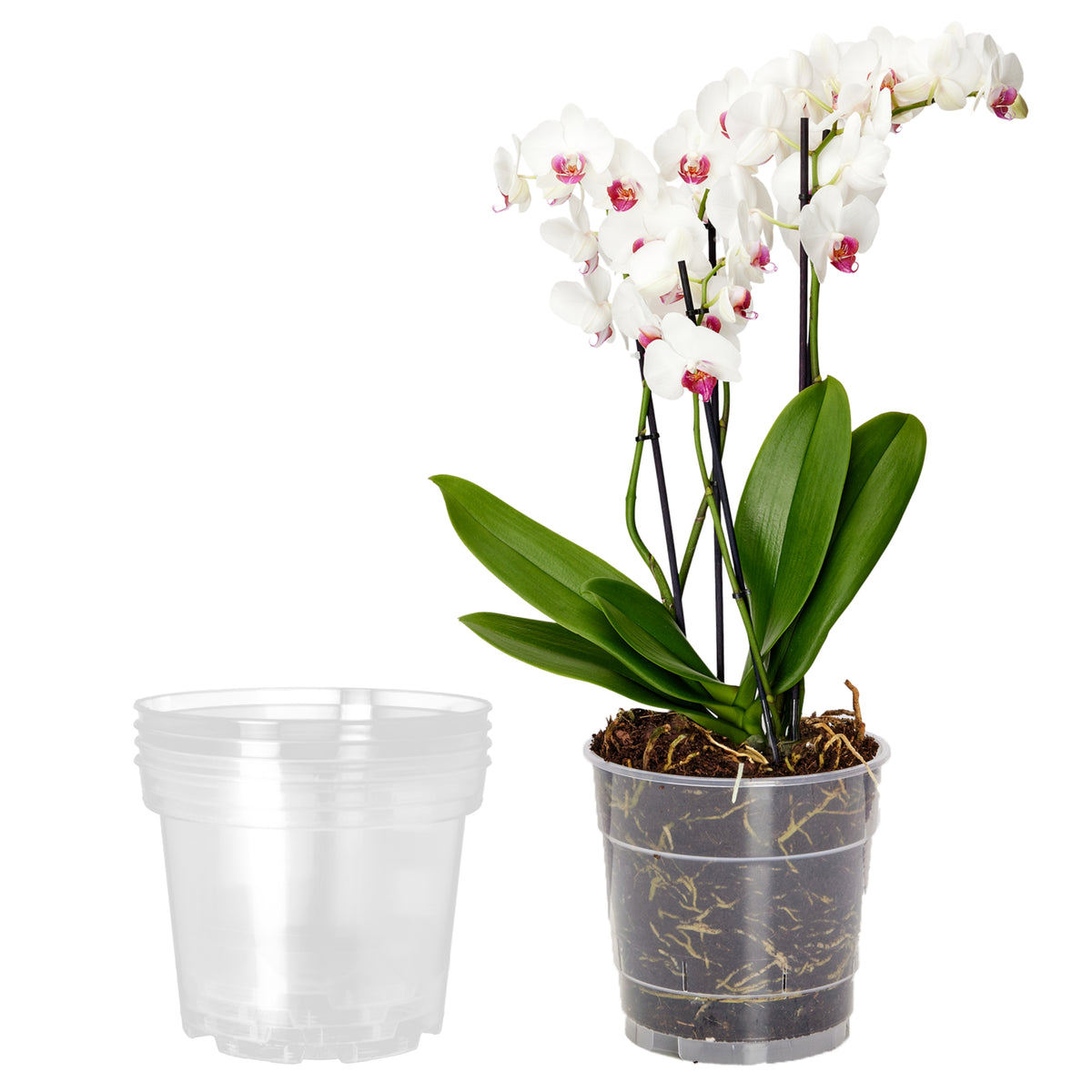 #Menge_5 Stück#Größe_⌀ 12cm H=10,5cm