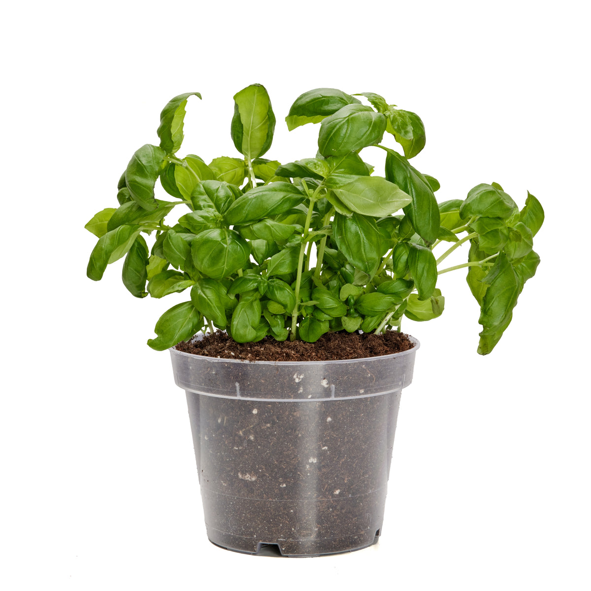 #Set_1 Topf#!Größe_⌀ 12cm H=10,5cm