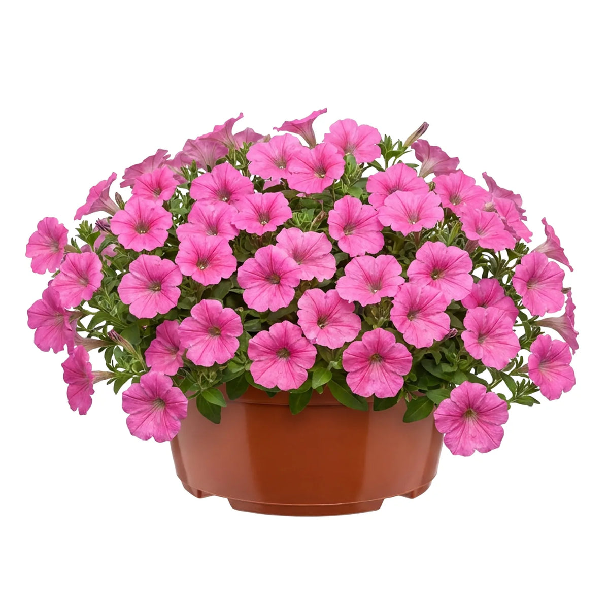#Größe_Ø 19 x 9,5 cm (2,2L)#Set_1 Topf#Farbe_Terrakotta