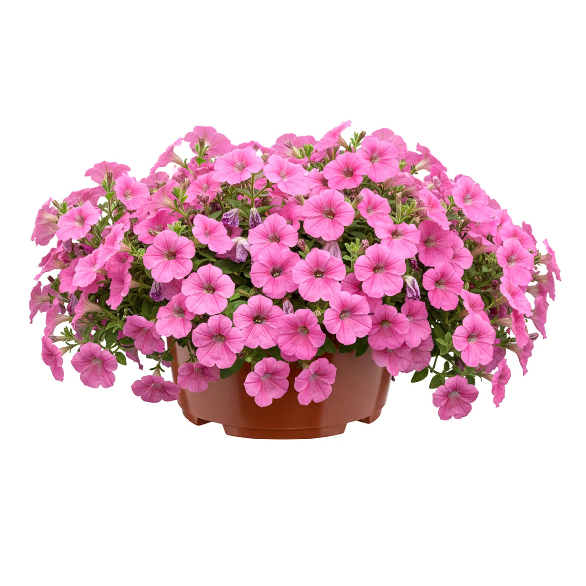 #Größe_Ø21 x 10,5 cm (3L)#Set_1 Topf#Farbe_Terrakotta