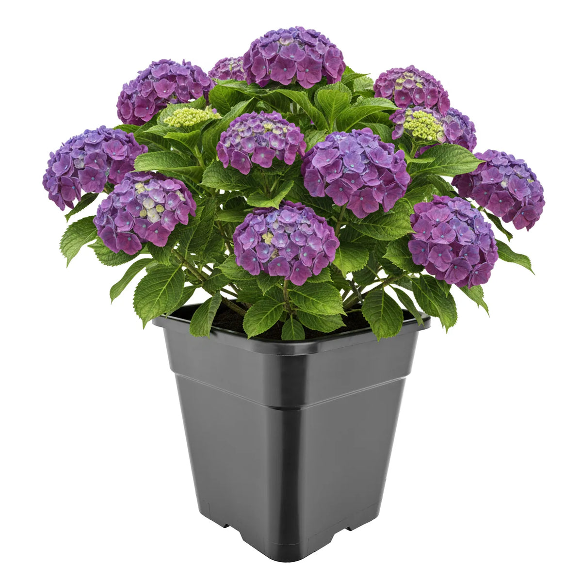 #Größe_30,5 x 30,5 x 31 cm (18L)#Set_1 Topf