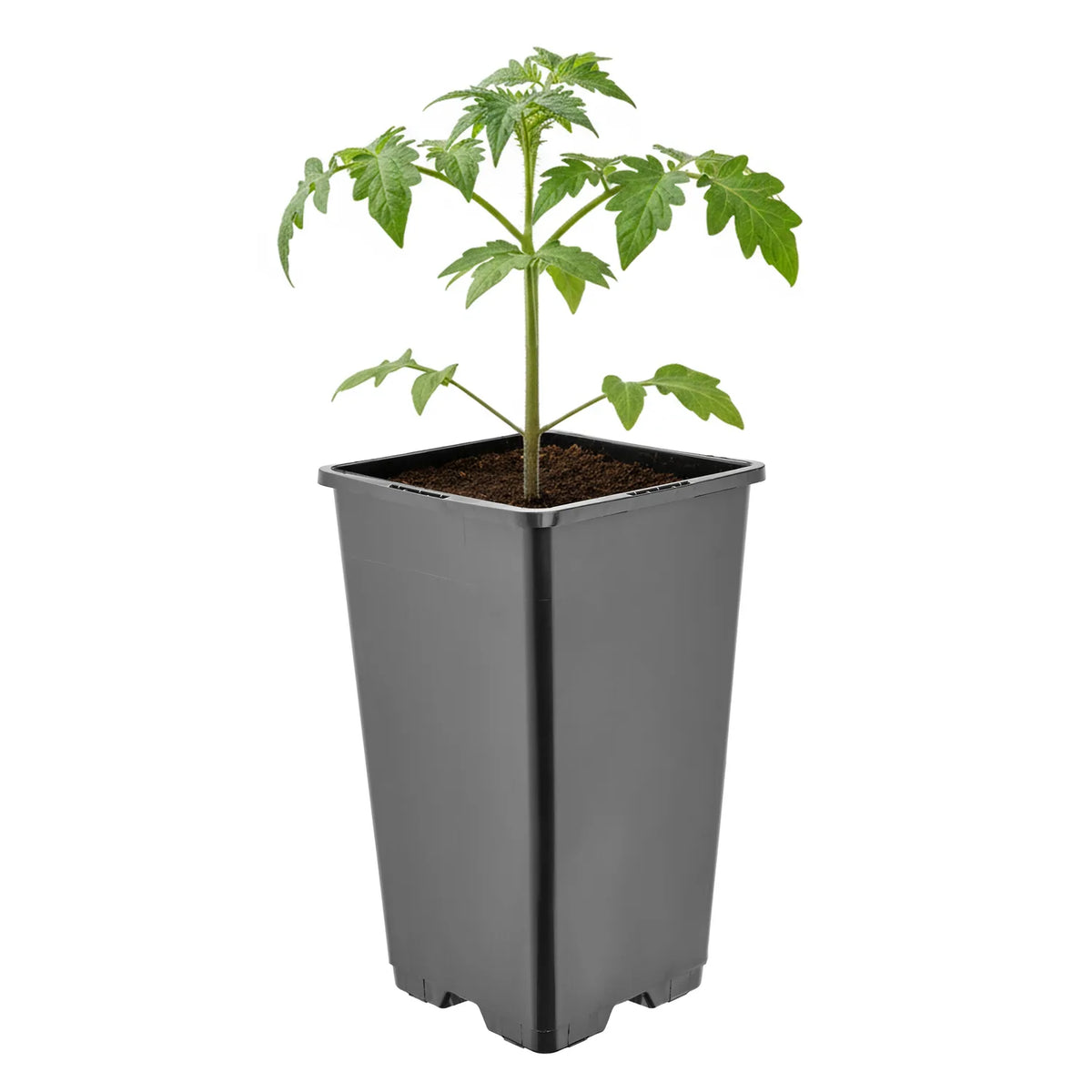 #Größe_11 x 11 x 19 cm (1,7L)#Set_1 Topf