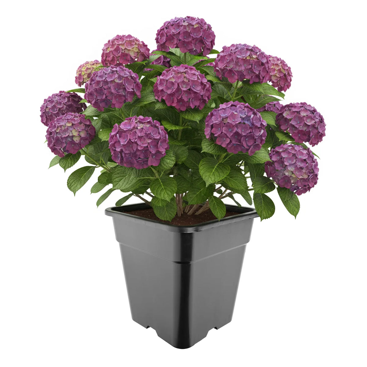 #Größe_33 x 33 x 34 cm (25L)#Set_1 Topf