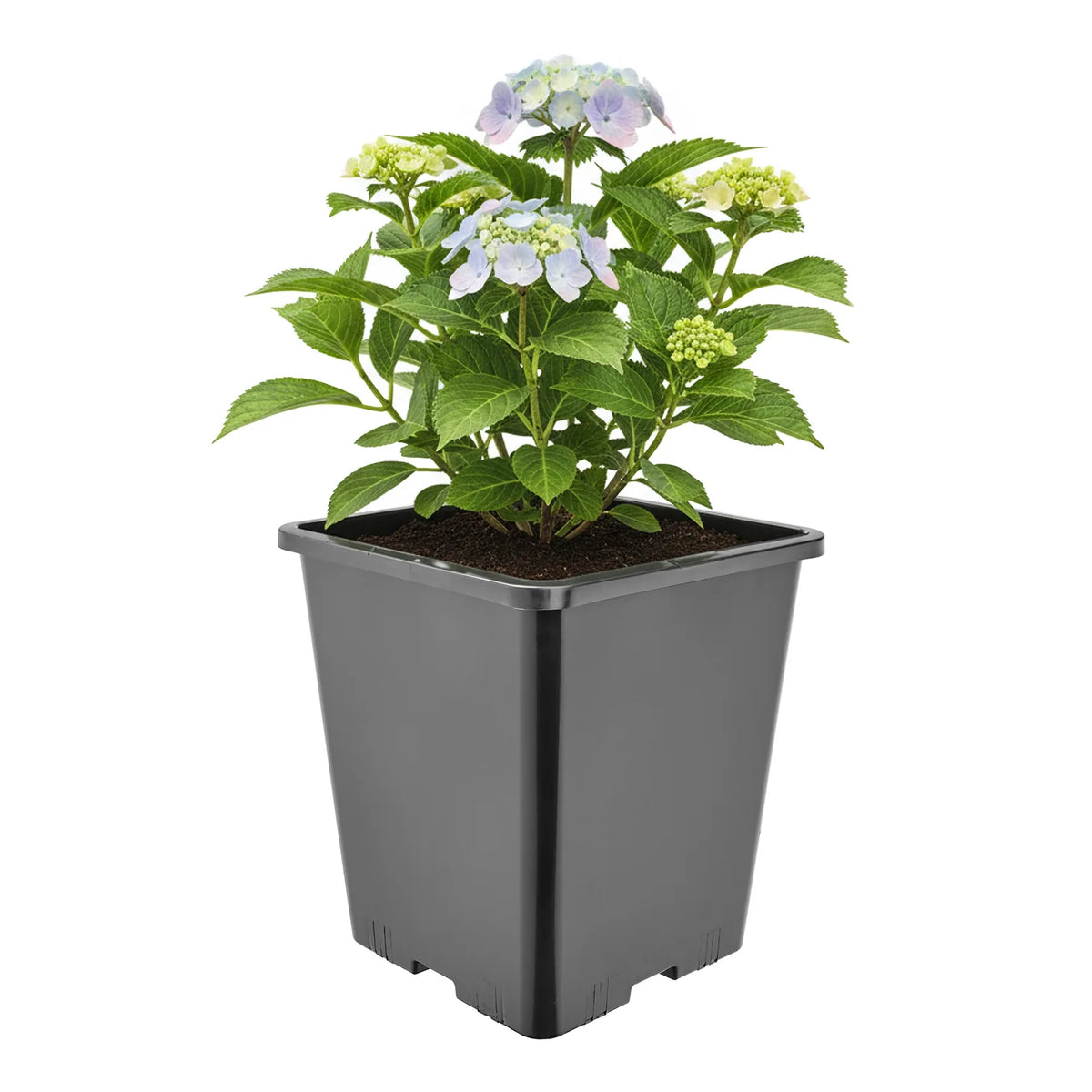#Größe_20,5 x 20,5 x 23,5 cm (7L)#Set_1 Topf