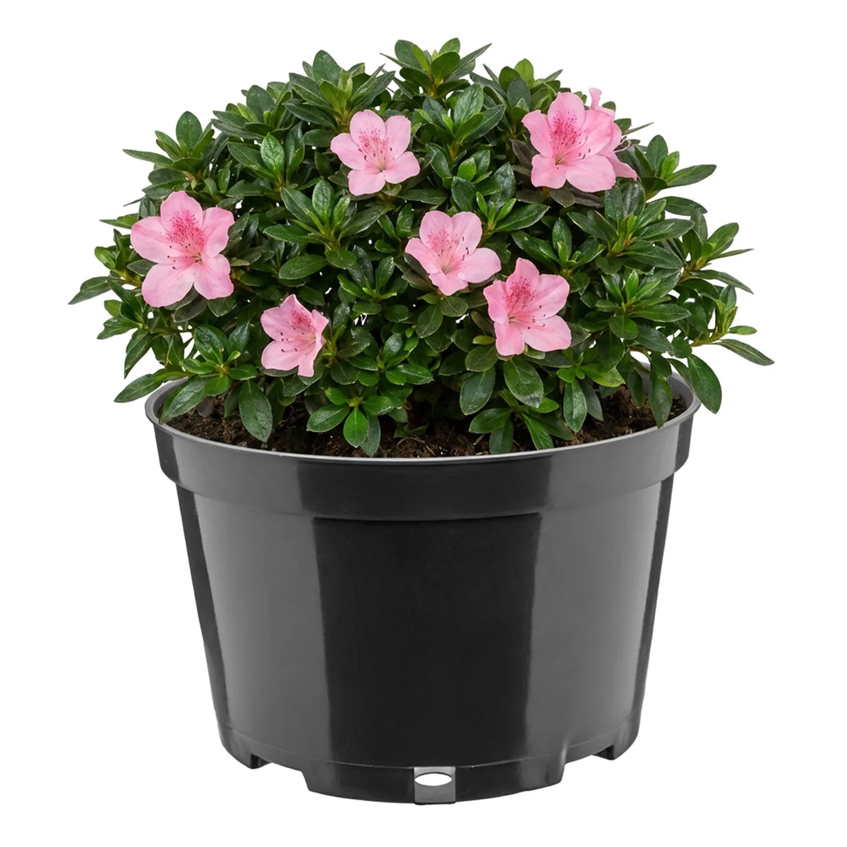 #Größe_Ø20 x 13 cm (3L)#Set_1 Topf