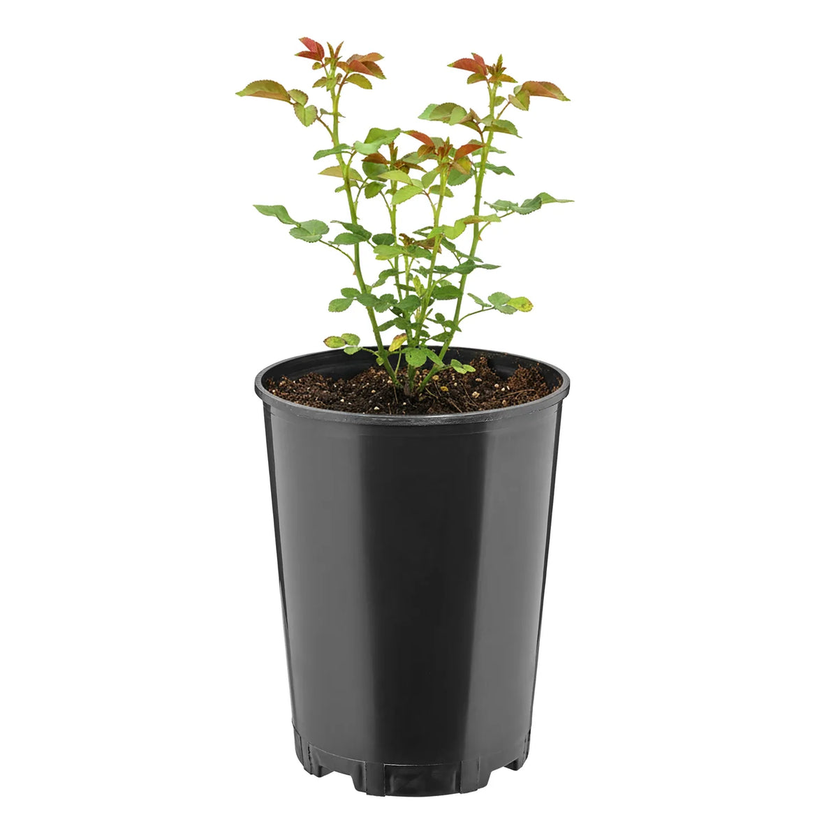 #Größe_Ø16 x 20,5 cm (3L)#Set_1 Topf