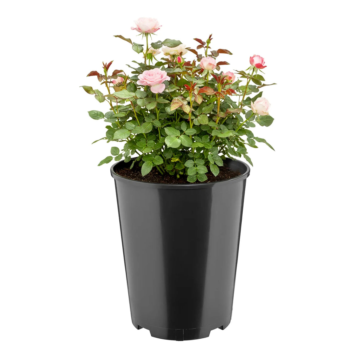 #Größe_Ø22 x 25,5 cm (7L)#Set_1 Topf