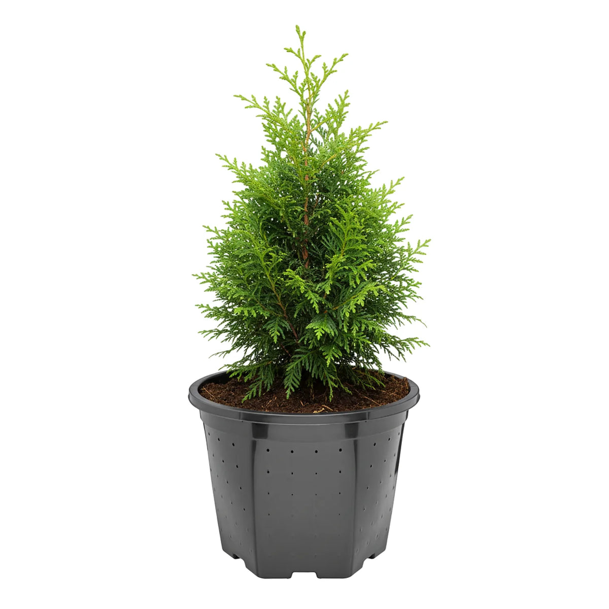 #Größe_Ø25 x 20 cm (7,5L)#Set_1 Topf