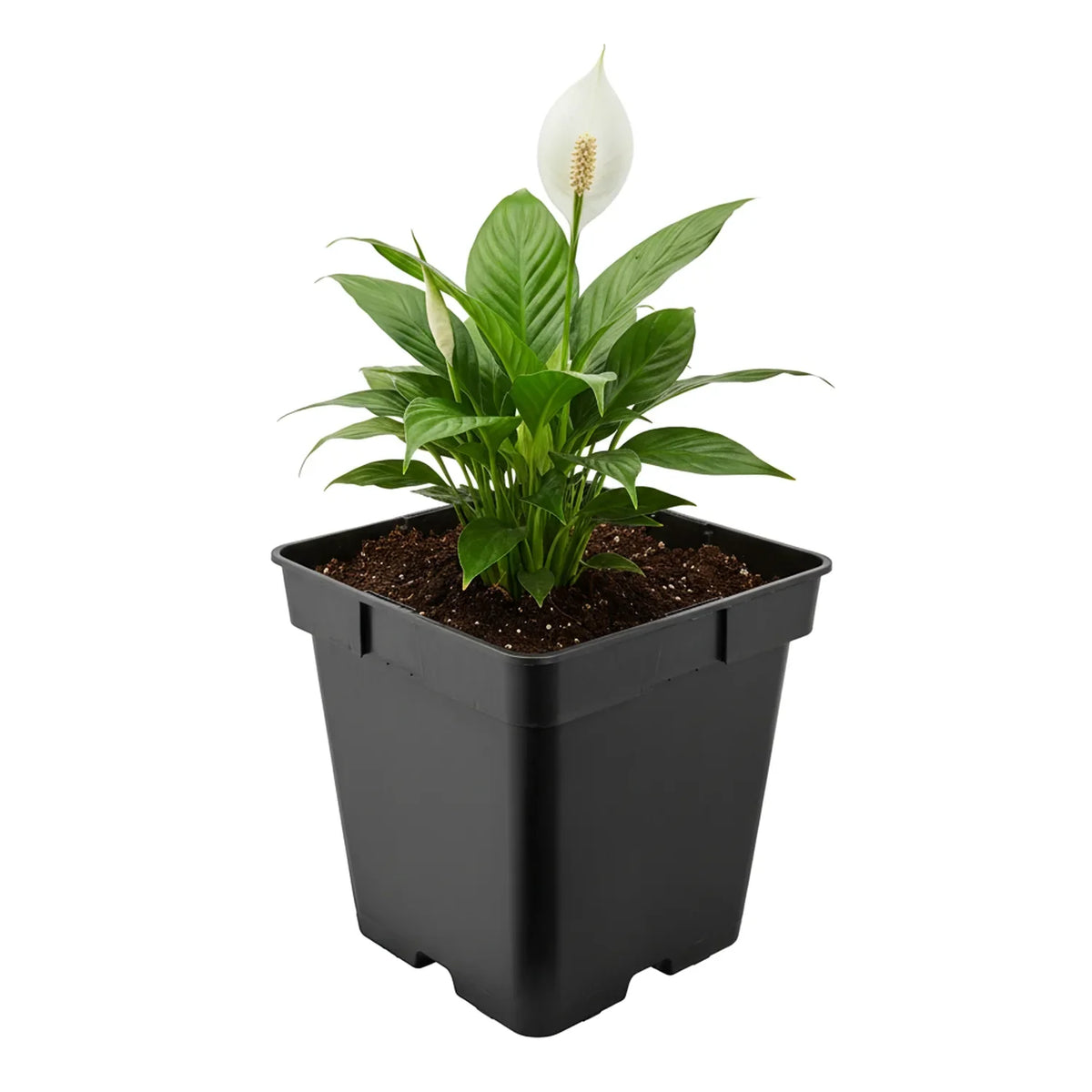 #Größe_18 x 18 x 18 cm (4L)#Set_1 Topf