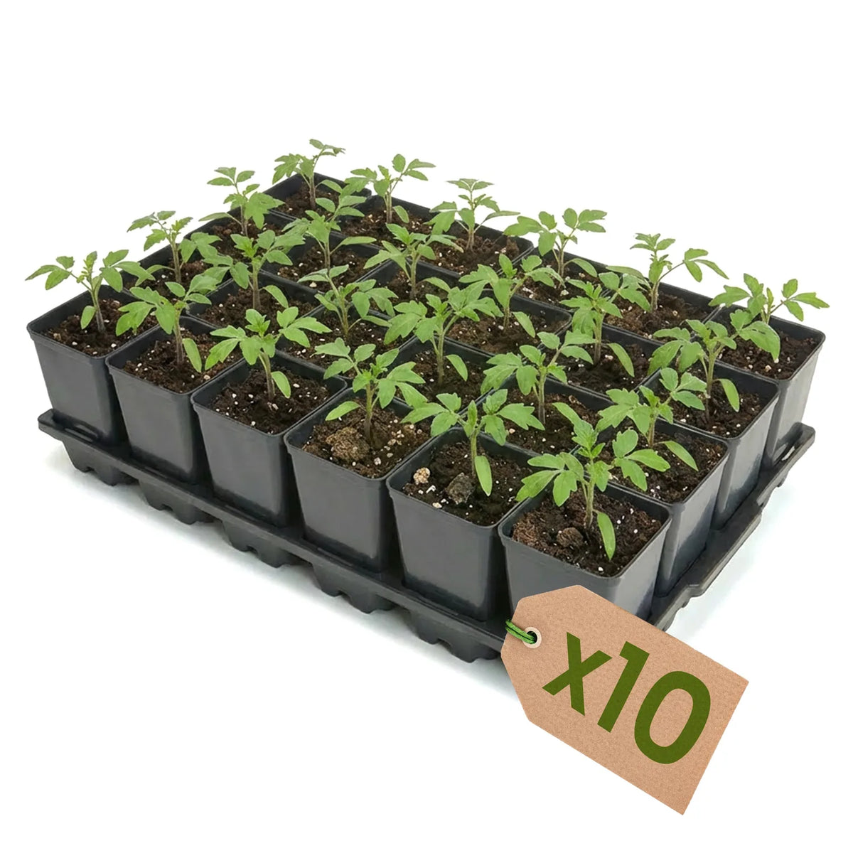 #Größe_Transporttray mit 24 x 0,8L Töpfen#Set_10er Pack