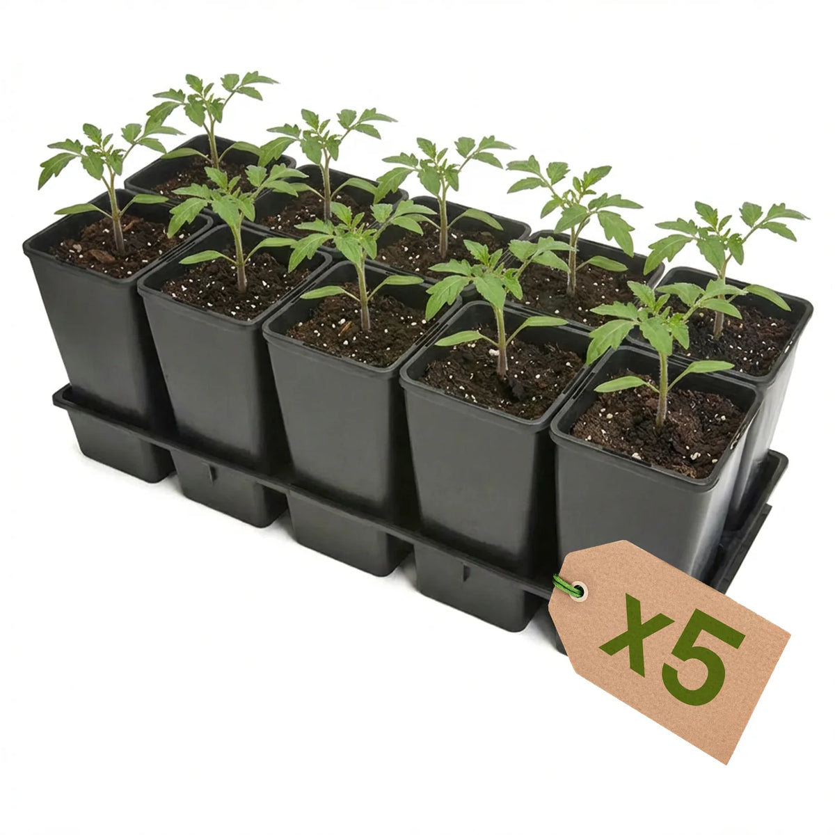 #Größe_Transporttray mit 10 x 2L Töpfen#Set_5er Pack