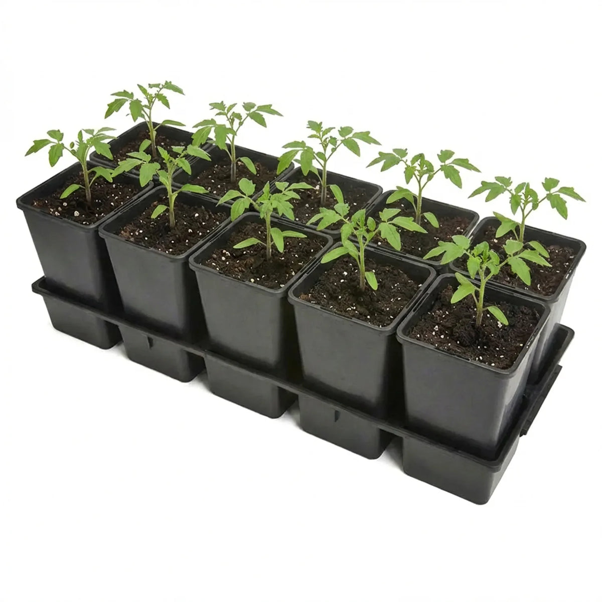 #Größe_Transporttray mit 10 x 1,7L Töpfen#Set_1 Pack