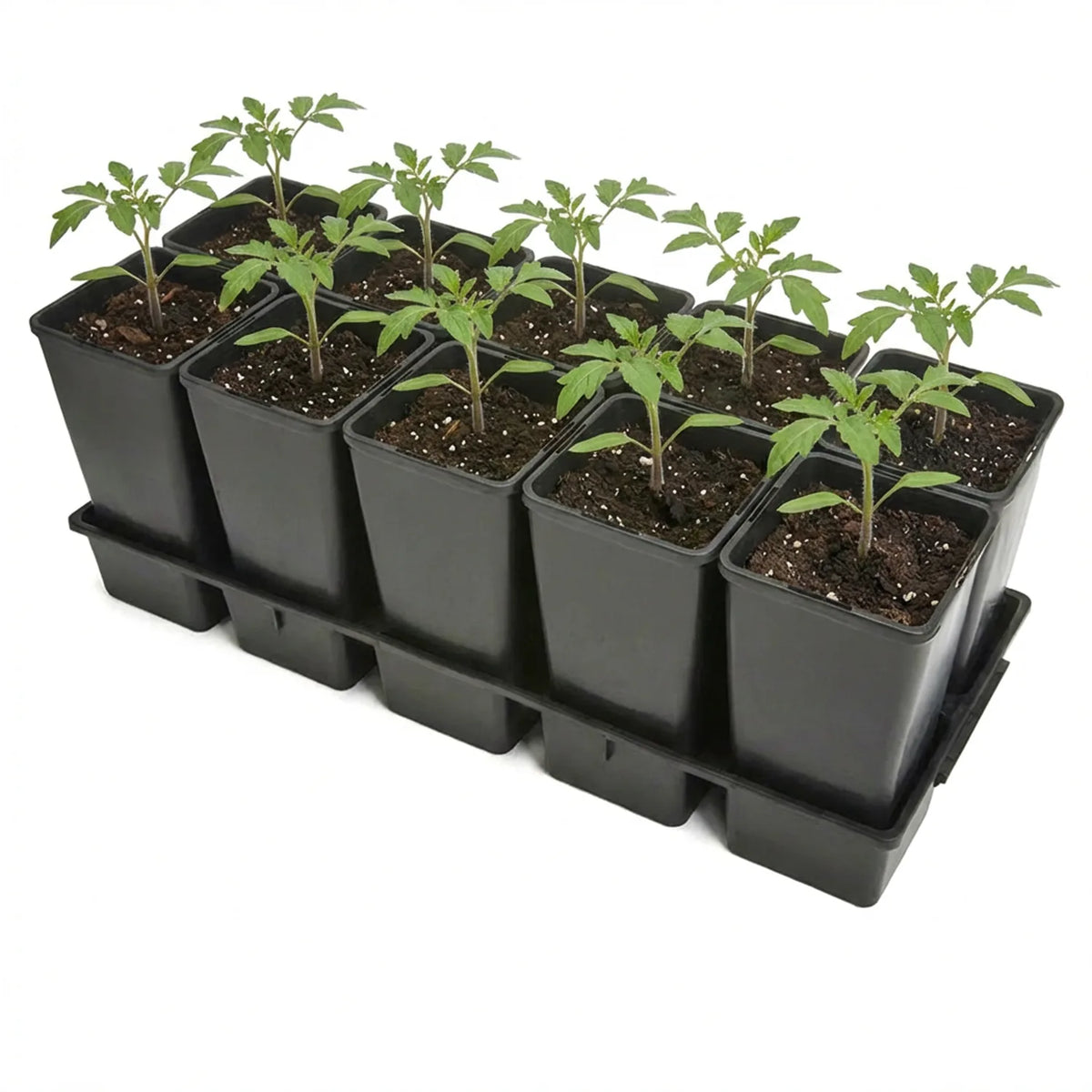 #Größe_Transporttray mit 10 x 2L Töpfen#Set_1 Pack