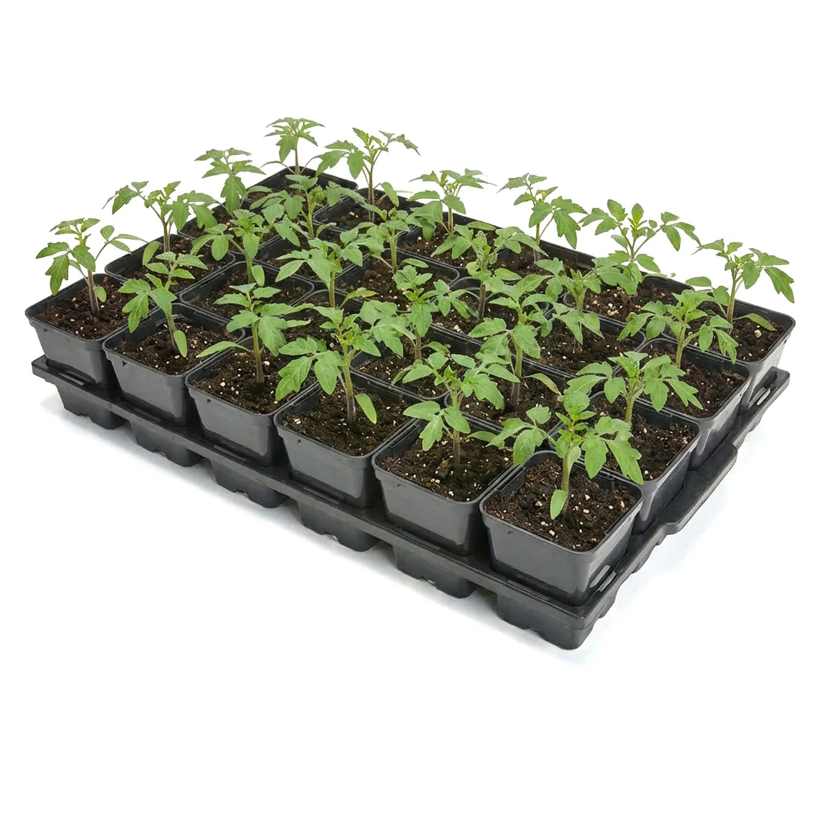 #Größe_Transporttray mit 24 x 0,5L abgerundeten Töpfen#Set_1 Pack
