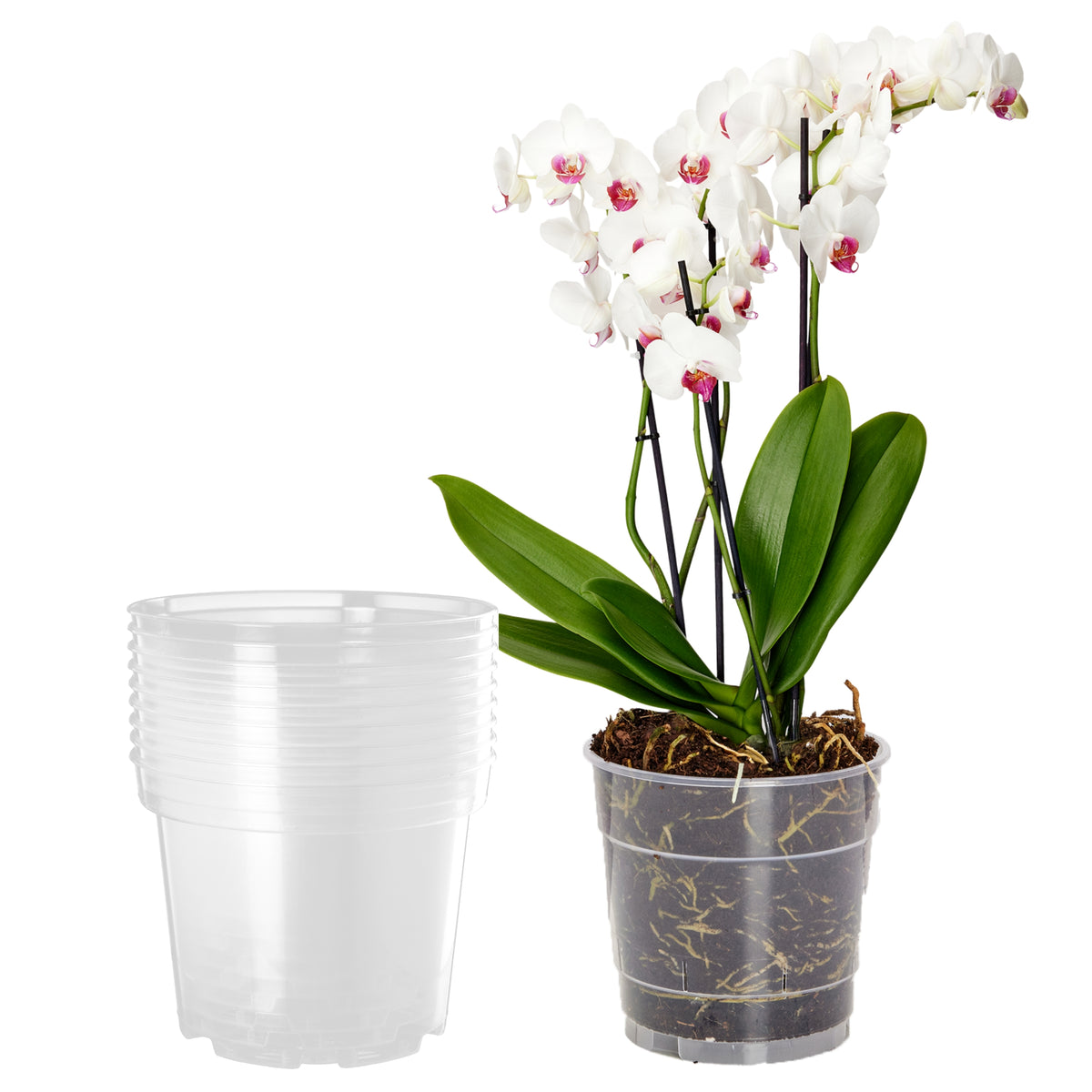 #Menge_10 Stück#Größe_⌀ 12cm H=10,5cm