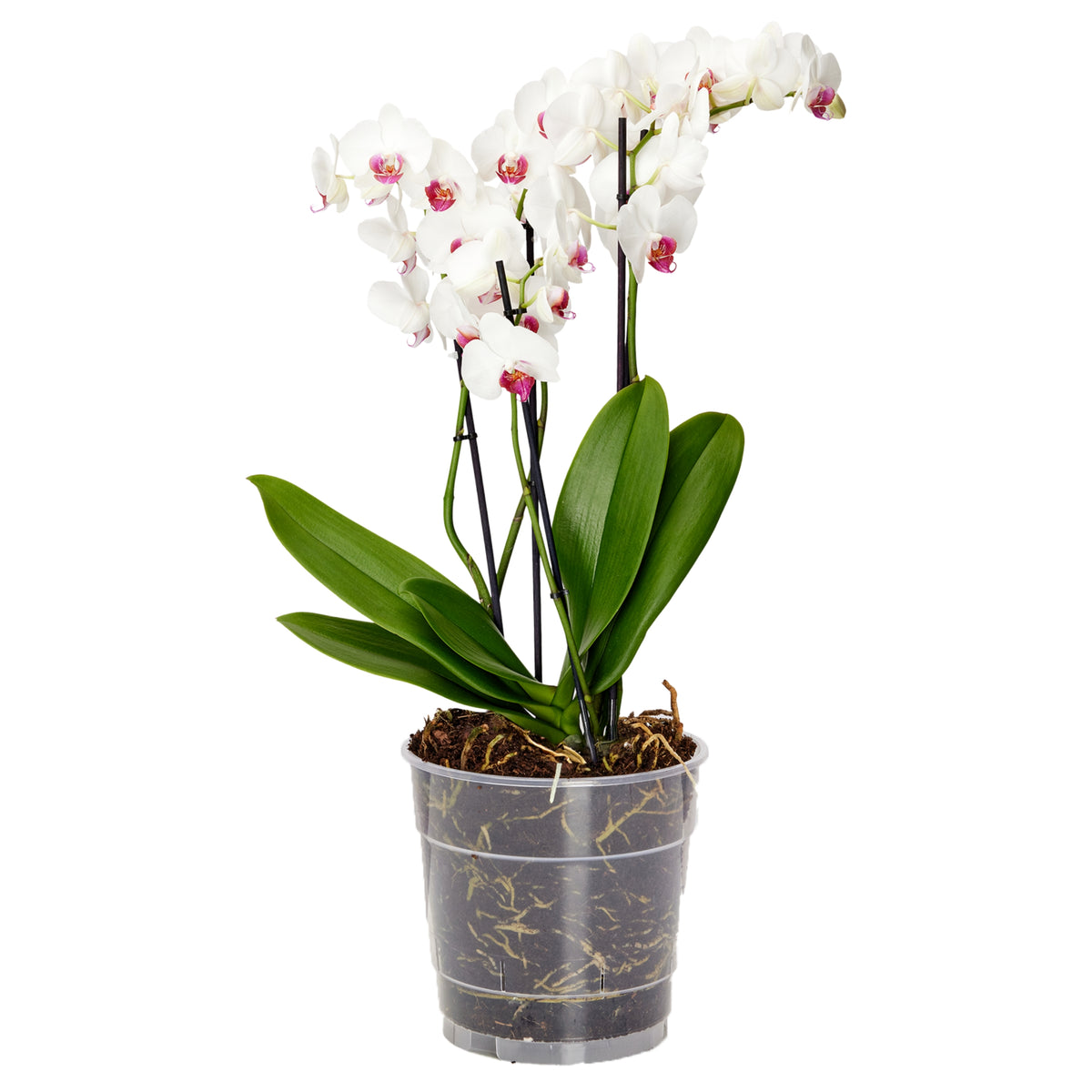#Menge_10 Stück#Größe_⌀ 12cm H=10,5cm